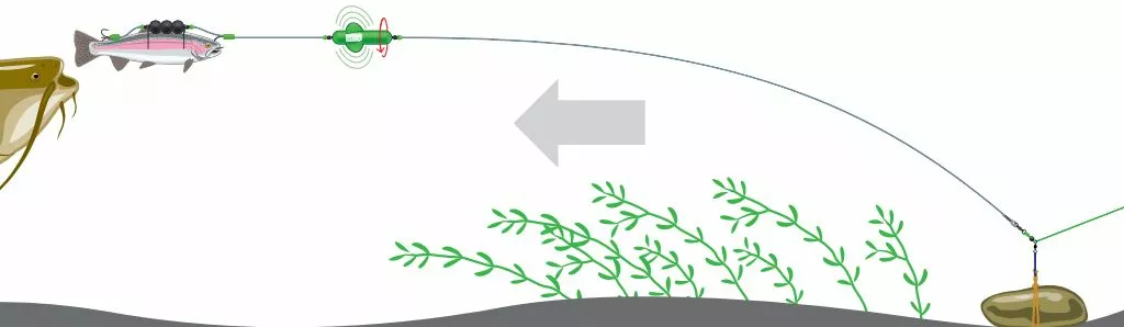 MAD CAT Screamin Profi River Rig - Deadbait 4 MAD CAT Screamin Profi River Rig - Deadbait - Afbeelding 2